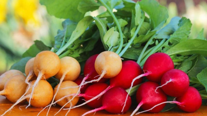 Comment planter correctement des radis: instructions pour les jardiniers débutants