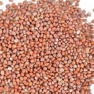 Comment planter correctement des radis: instructions pour les jardiniers débutants