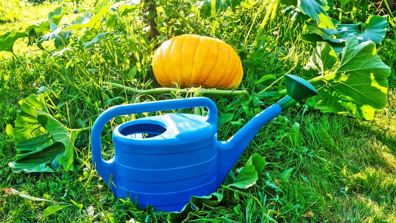 Que faire lorsque la citrouille ne fleurit pas et pourquoi cela se produit