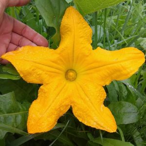 Que faire lorsque la citrouille ne fleurit pas et pourquoi cela se produit