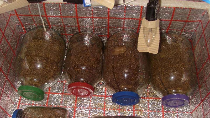 Comment fermenter le tabac à la maison: les meilleures façons