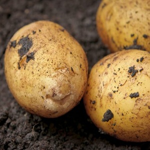 Variété de pomme de terre sans prétention de mi-saison Arizona: description de la variété, avantages et inconvénients