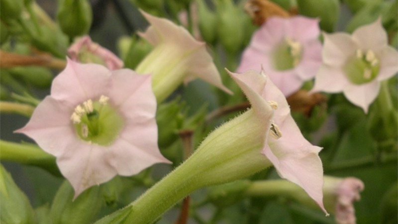 Nous cultivons du tabac turc à partir de graines: instructions pour les débutants, particularités de la variété
