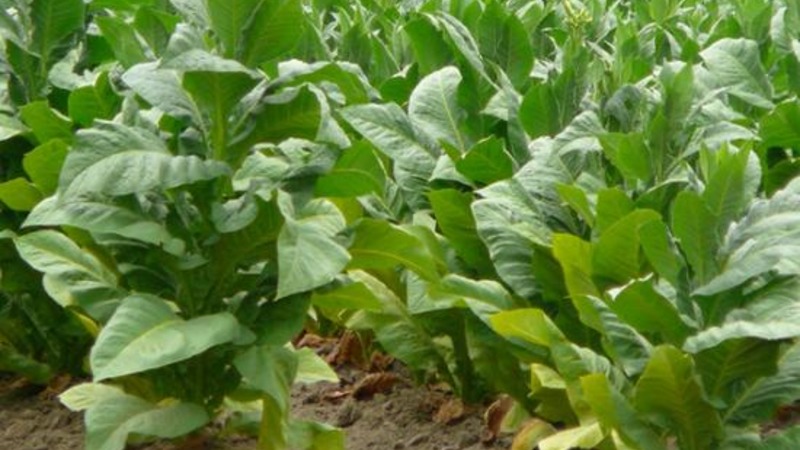 Nous cultivons du tabac turc à partir de graines: instructions pour les débutants, particularités de la variété