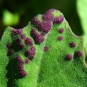 Quelles sont les maladies des poivrons dans une serre: photos et méthodes de traitement