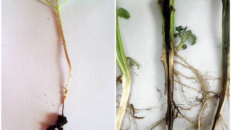 Quelles sont les maladies des poivrons dans une serre: photos et méthodes de traitement