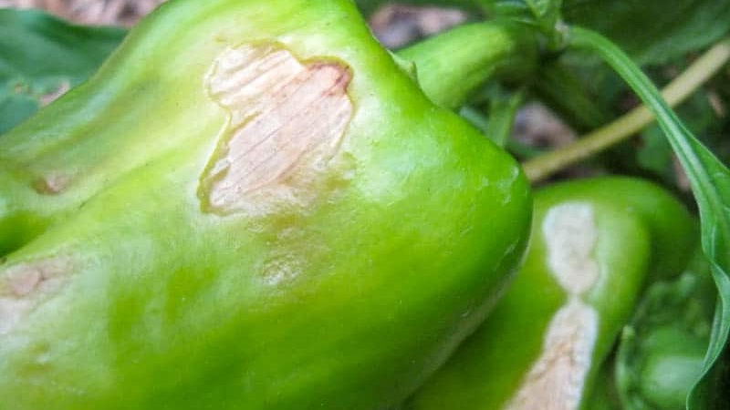 Quelles sont les maladies des poivrons dans une serre: photos et méthodes de traitement