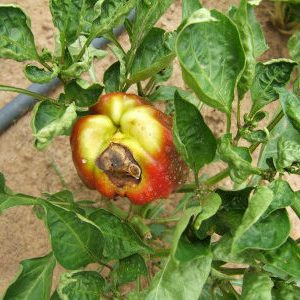 Quelles sont les maladies des poivrons dans une serre: photos et méthodes de traitement