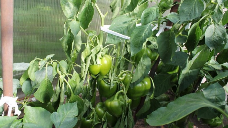 Quelles sont les maladies des poivrons dans une serre: photos et méthodes de traitement