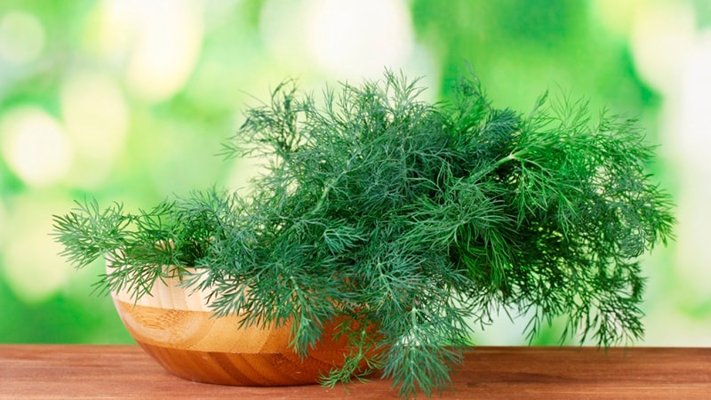 Est-il possible pour les femmes enceintes d'aneth: préjudice et bénéfice pour la future mère et l'enfant