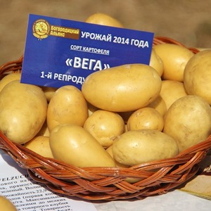 Variété de pommes de terre de table à maturité précoce Vega