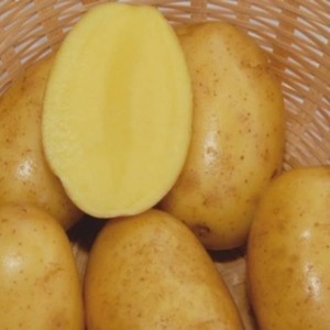 Variété de pommes de terre de table à maturité précoce Vega