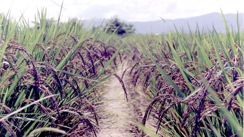 Qu'est-ce que le riz noir et à quoi sert-il