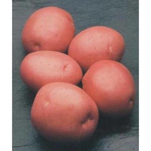 Pomme de terre de table résistante aux maladies Kurazh de Hollande