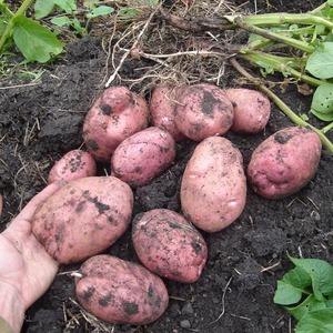 Pomme de terre de table résistante aux maladies Kurazh de Hollande