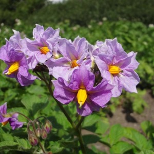 Une variété de pommes de terre Desiree prometteuse, sans prétention et productive de sélectionneurs néerlandais