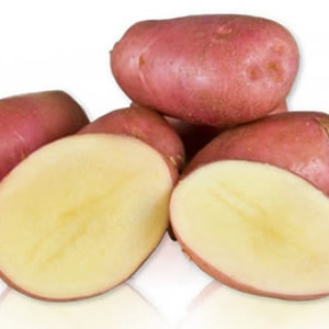 Une variété de pommes de terre Desiree prometteuse, sans prétention et productive de sélectionneurs néerlandais