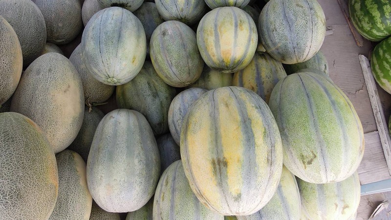 Melon Khasanka parfumé et savoureux: comment choisir et cultiver sur votre site