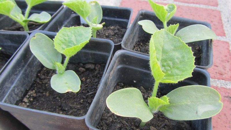 Melon Khasanka parfumé et savoureux: comment choisir et cultiver sur votre site