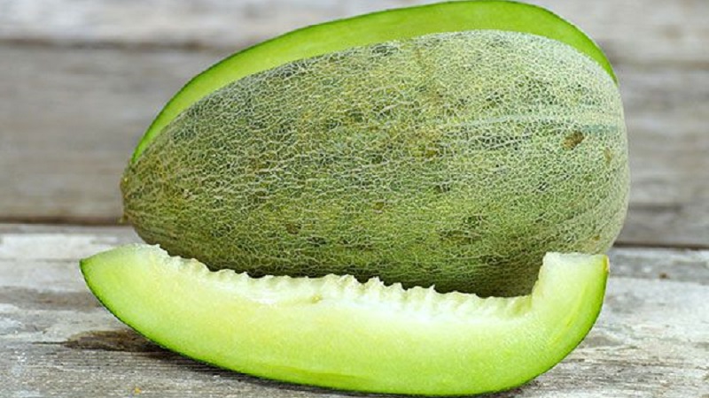 Melon Khasanka parfumé et savoureux: comment choisir et cultiver sur votre site