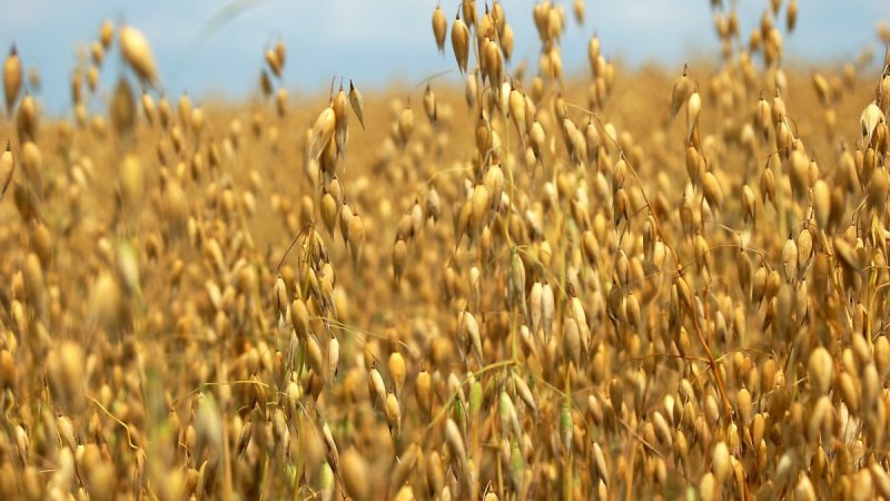 Pourquoi l'avoine est utile pour le diabète sucré et comment l'utiliser correctement avec un bénéfice maximal