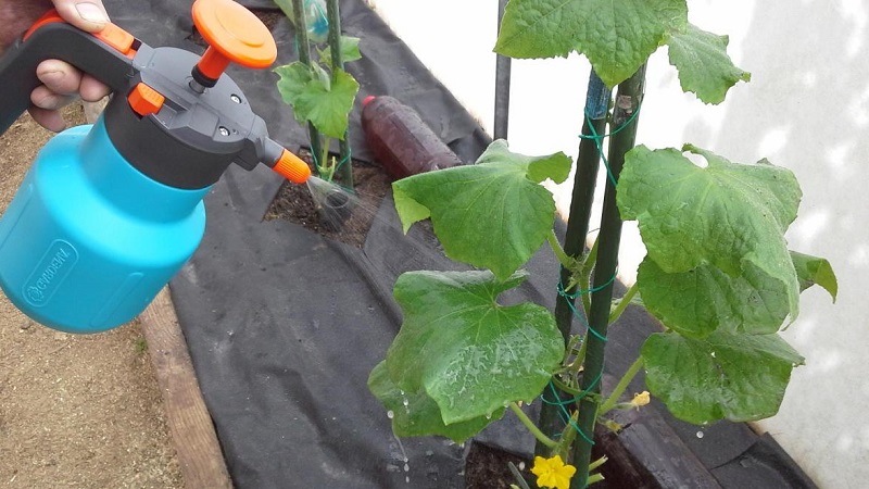 Ce qui est utile pour nourrir les concombres avec de l'ammoniaque et comment l'utiliser correctement