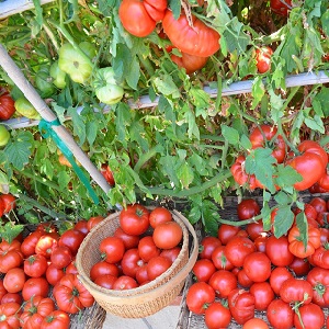 Comment arroser les tomates pour qu'elles rougissent plus vite: la meilleure vinaigrette pour les tomates et les astuces de vie pour accélérer la maturation