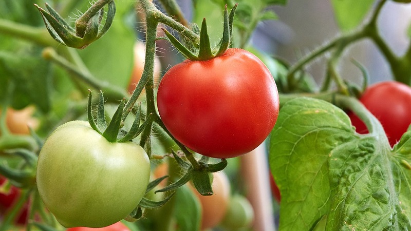 Comment arroser les tomates pour qu'elles rougissent plus vite: la meilleure vinaigrette pour les tomates et les astuces de vie pour accélérer la maturation