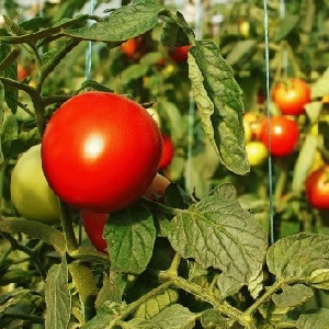 Comment arroser les tomates pour qu'elles rougissent plus vite: la meilleure vinaigrette pour les tomates et les astuces de vie pour accélérer la maturation