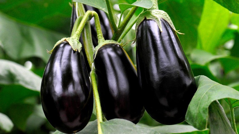 Que faire pour éviter que l'aubergine ne soit amère et est-il possible de manger des fruits amers