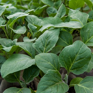 Que faire pour éviter que l'aubergine ne soit amère et est-il possible de manger des fruits amers
