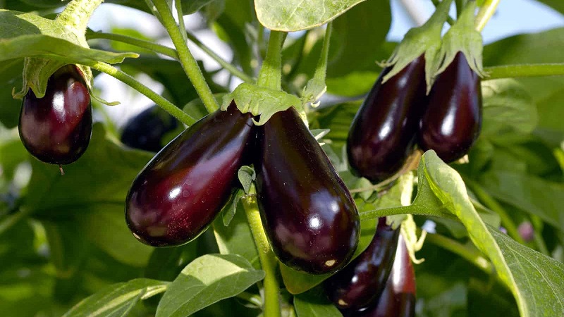 Que faire pour éviter que l'aubergine ne soit amère et est-il possible de manger des fruits amers