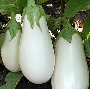 Que faire pour éviter que l'aubergine ne soit amère et est-il possible de manger des fruits amers