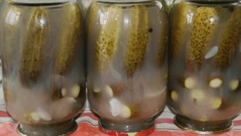 Que faire si les concombres dans le pot sont trouble: comment corriger les erreurs et les éviter dans les espaces suivants