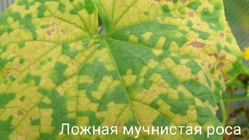 Que faire si des taches apparaissent sur les feuilles des concombres?