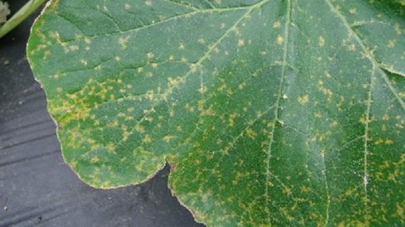 Que faire si des taches apparaissent sur les feuilles des concombres?