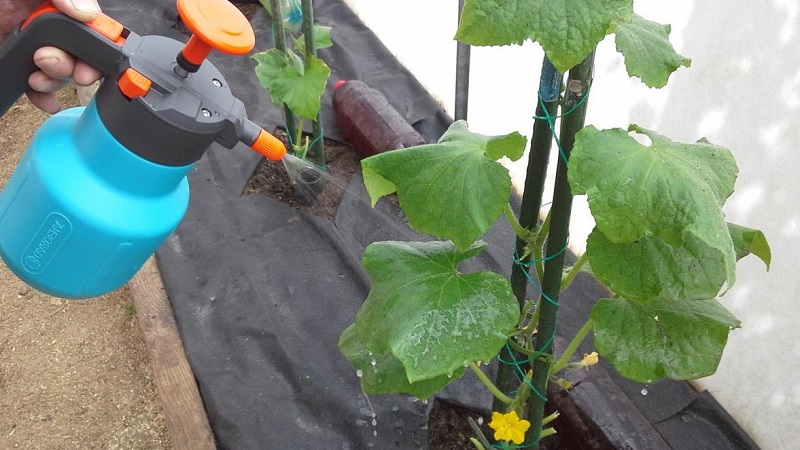 Que faire si des taches apparaissent sur les feuilles des concombres?