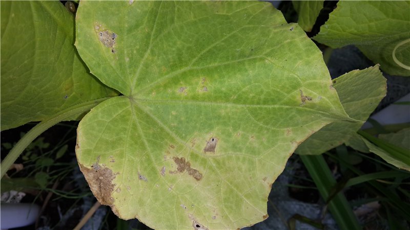 Que faire si les feuilles de concombre jaunissent: remèdes populaires efficaces