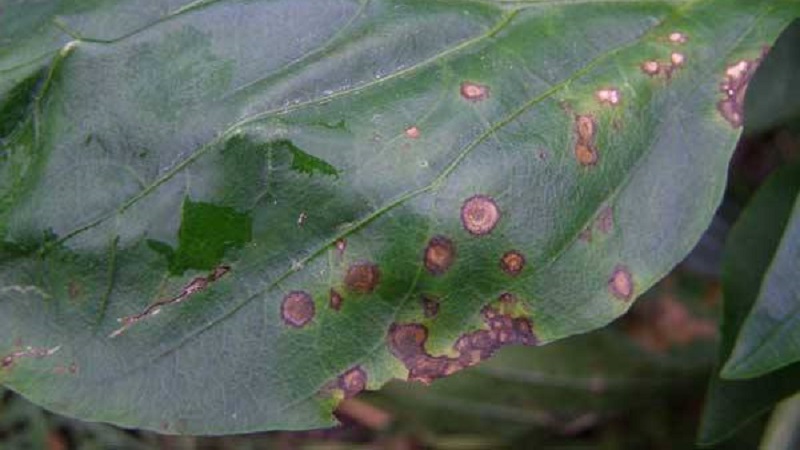 Que faire lorsque des taches brunes apparaissent sur le poivre