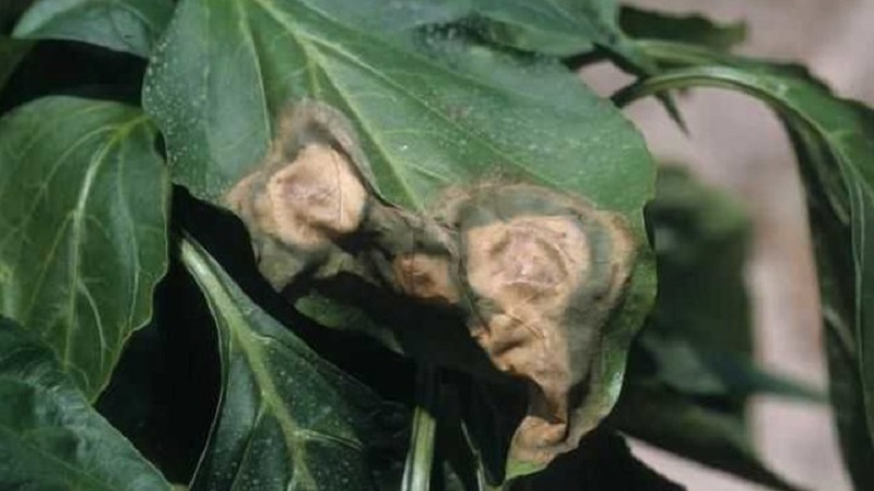 Que faire lorsque des taches brunes apparaissent sur le poivre