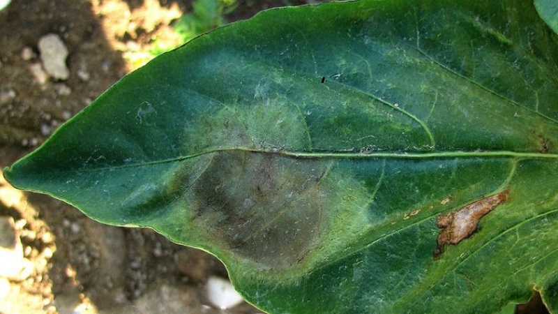 Que faire lorsque des taches brunes apparaissent sur le poivre