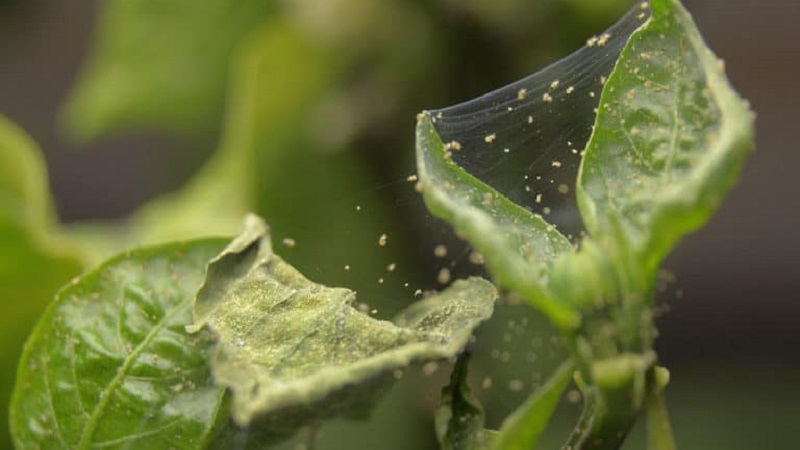 Que faire lorsque des taches brunes apparaissent sur le poivre
