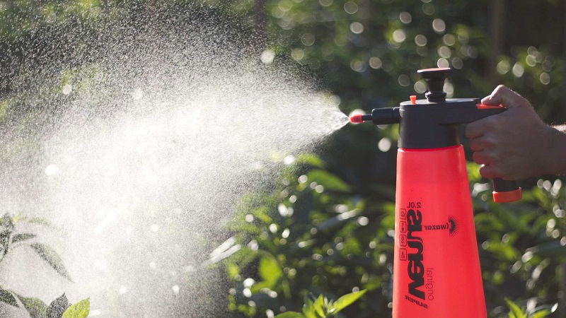 Que faire lorsque des taches brunes apparaissent sur le poivre