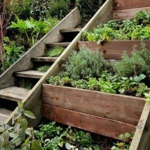 Que peut-on planter après le radis en juillet et quelles cultures ne doivent pas être plantées