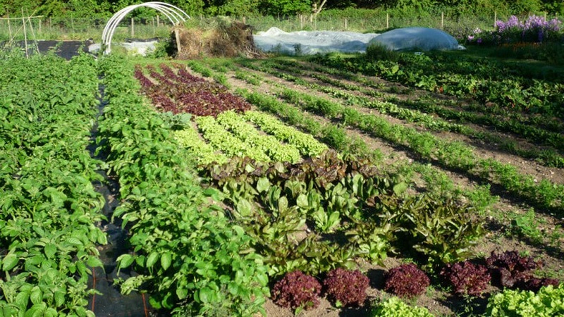 Que planter après les betteraves l'année prochaine: quelles erreurs éviter dans la rotation des cultures pour ne pas nuire à la culture