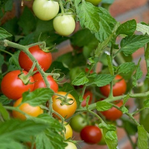 Que faire pour que les tomates dans la serre deviennent rouges plus rapidement: les meilleurs trucs et astuces de vie des résidents d'été expérimentés