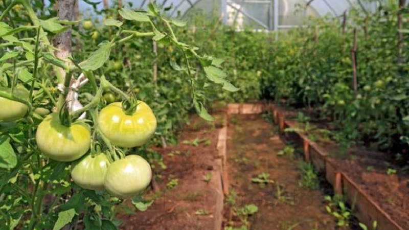 Que faire pour que les tomates dans la serre deviennent rouges plus rapidement: les meilleurs trucs et astuces de vie des résidents d'été expérimentés