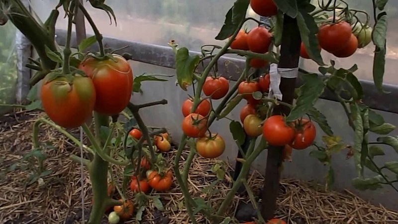 Que faire pour que les tomates dans la serre deviennent rouges plus rapidement: les meilleurs trucs et astuces de vie des résidents d'été expérimentés