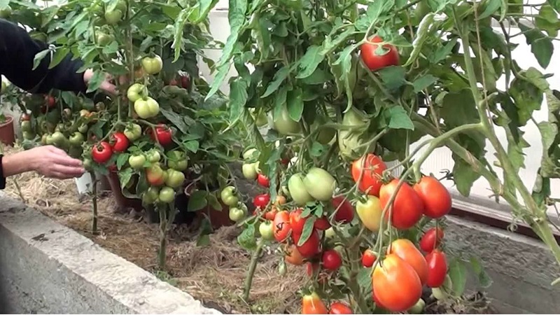 Que faire pour que les tomates dans la serre deviennent rouges plus rapidement: les meilleurs trucs et astuces de vie des résidents d'été expérimentés