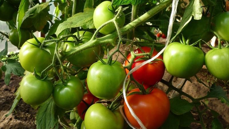 Que faire pour que les tomates dans la serre deviennent rouges plus rapidement: les meilleurs trucs et astuces de vie des résidents d'été expérimentés